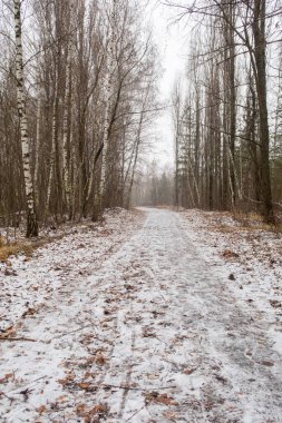 A snowy path through a forest with trees. The path is covered in snow and leaves
