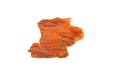 pieces of tree bark on a white background isolated