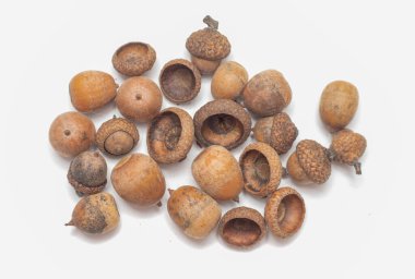 Beyaz arka plan üzerinde izole olgun acorns