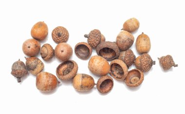 Beyaz arka plan üzerinde izole olgun acorns