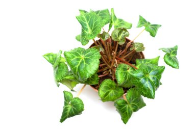 Green cyclamen leaves in a pot from above on a white background