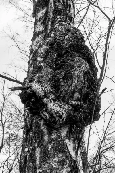 A tree with a large growth on it. The tree is surrounded by a lot of moss. The tree is very old and has a lot of growth on it