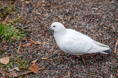 Beyaz bir güvercin kayalık bir yüzeyde duruyor. Kuş, sola doğru bakıyor. Görüntünün sakin ve huzurlu bir havası var.