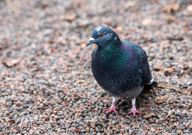 Kayalık bir yüzeyde bir güvercin duruyor. Kuş siyah beyaz ve kırmızı gagalı.