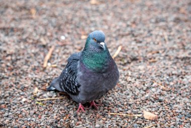 Bir güvercin yerde oturuyor, kameraya bakıyor. Görüntü sakin ve huzurlu bir ruh haline sahip, çünkü kuş basitçe çevresinden zevk alıyor gibi görünüyor.