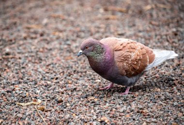 Bir güvercin kayalık bir yüzeyde yürüyor. Kuş kahverengi ve beyaz renktedir. Görüntünün sakin ve huzurlu bir havası var.