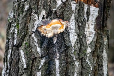 İçinde delik olan bir ağaç gövdesi. Delik beyaz ve kahverengi bir ağaç kabuğuyla çevrili.