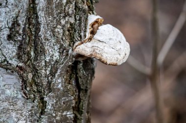 Ağacın kabuğundan çıkan bir mantar. Mantar beyaz renklidir ve ağaç gövdesine bağlıdır.