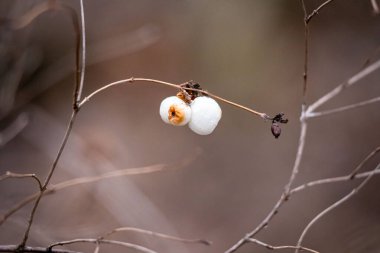 Üzerinde iki beyaz böğürtlen olan bir dal. Böğürtlenler biraz kahverengi ve kurumuş görünüyor.