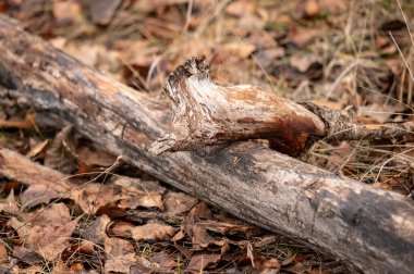 Etrafına yapraklar saçılmış bir kütük yerde yatıyor. Kütük eski ve yıpranmış görünüyor, birkaç pas lekesi var. Nostalji kavramı ve zaman geçişi