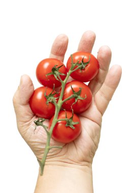 Bir avuç kırmızı domatesi tutan bir el. El domatesleri birbirine dokunmayacak şekilde tutuyor.