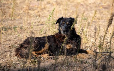 A dog is laying in the grass. The dog is black and brown