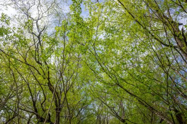 Green leaves against the blue sky under the sun. Summer forest landscape.