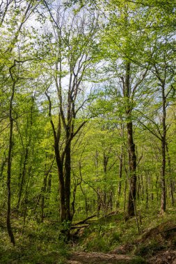 Green leaves against the blue sky under the sun. Summer forest landscape.