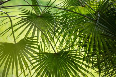 Yeşil palmiye yaprakları gökyüzüne karşı.