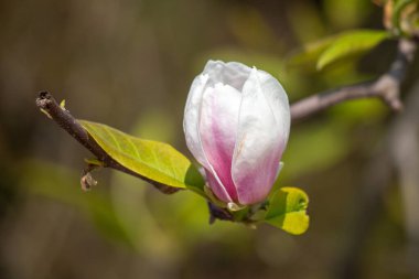Magnolia lily flowers in nature against the sky.