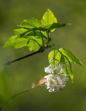 Green tree leaves on a blurred nature background.
