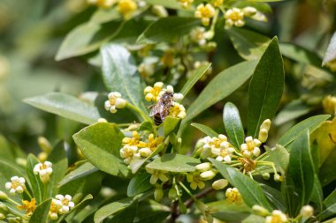 Bright blooming fruit trees in spring nature.