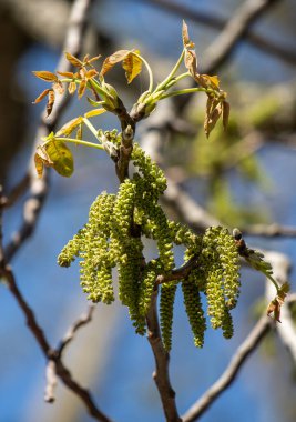 Green tree leaves on a blurred nature background.
