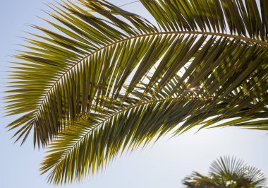 Green palm leaves against the blue sky, tropical paradise background.