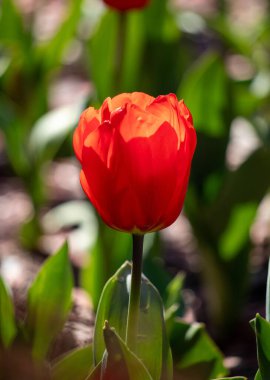Field of colorful tulips, many red flowers. Field of spring flowers. Tulip field Red tulips, yellow tulips, pink flowers.