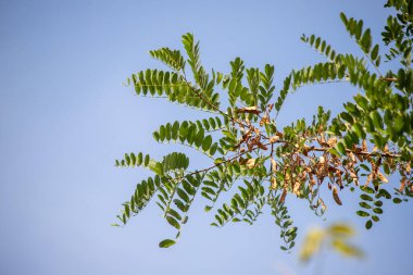 A leafy tree branch with a blue sky in the background. The leaves are green and the branch is bare