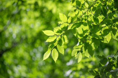 Green tree leaves on a blurred nature background.