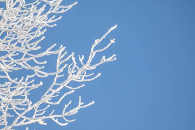 Tree branches covered with white frost against a blue sky. Winter.