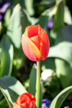 Field of colorful tulips, many red flowers. Field of spring flowers. Tulip field Red tulips, yellow tulips, pink flowers.