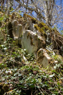 Bright green spring blooming nature of flowers and trees.