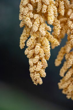Trachycarpus fortunei, fruit seeds, palm oil, palm trunk in nature.