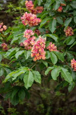 Bright blooming fruit trees in spring nature.