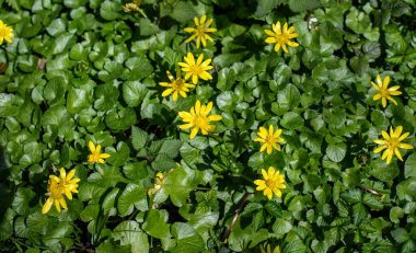 Yellow spring flowers in nature.