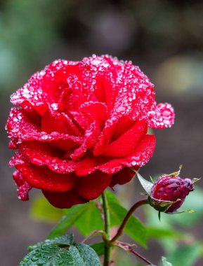 Rose flowers growing outdoors in nature