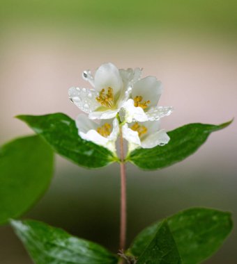 Bright blooming fruit trees in spring nature.