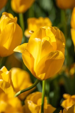 Field of colorful tulips, many red flowers. Field of spring flowers. Tulip field Red tulips, yellow tulips, pink flowers.