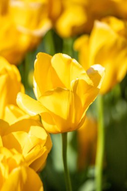 Field of colorful tulips, many red flowers. Field of spring flowers. Tulip field Red tulips, yellow tulips, pink flowers.