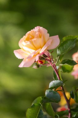 Rose flowers growing outdoors in nature