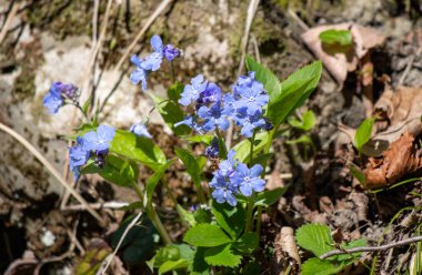 Bright green spring blooming nature of flowers and trees.
