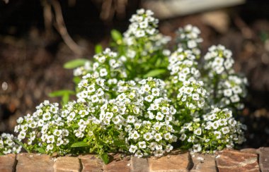 Bright green spring blooming nature of flowers and trees.