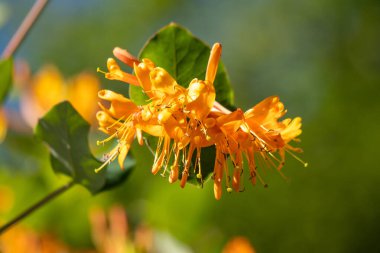 Yellow spring flowers in nature.