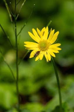 Yellow spring flowers in nature.