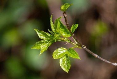 Green tree leaves on a blurred nature background.