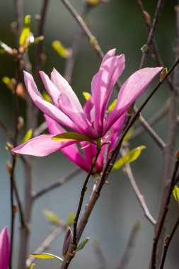 Magnolia flowers growing outdoors in nature.