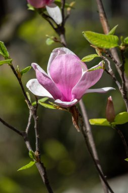 Magnolia flowers growing outdoors in nature.