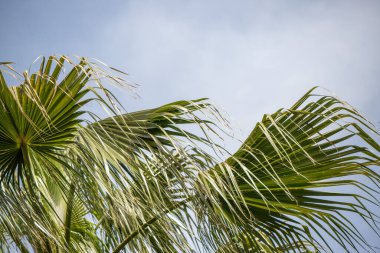 Yeşil palmiye yaprakları mavi gökyüzü.