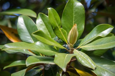 Green tree leaves on a blurred nature background.