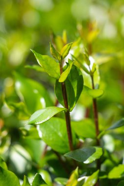 Green tree leaves on a blurred nature background.