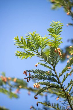 Green tree leaves on a blurred nature background.