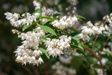 Bright blooming fruit trees in spring nature.